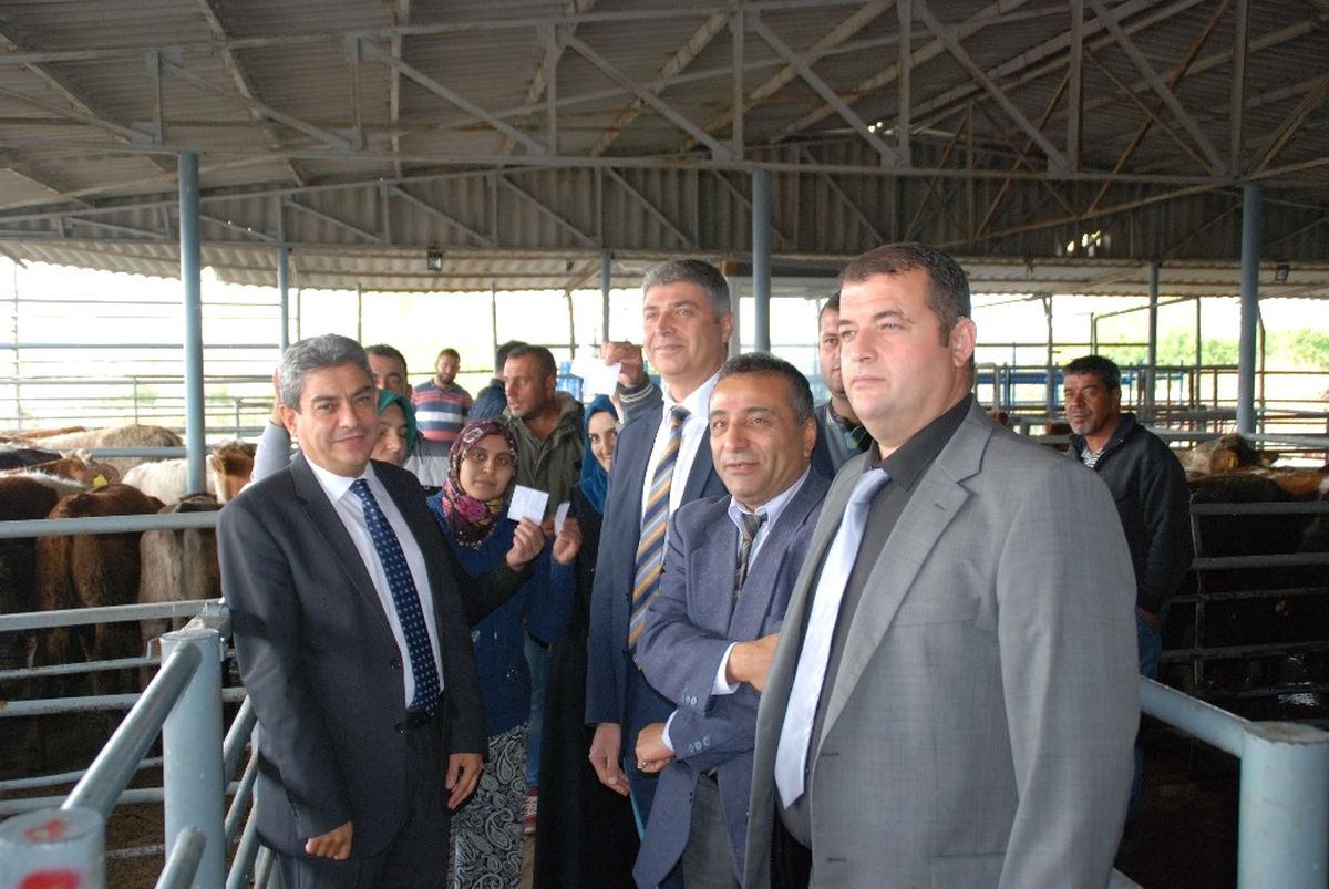 Genç Çiftçiler Büyükbaş Hayvanlarını Teslim Aldı