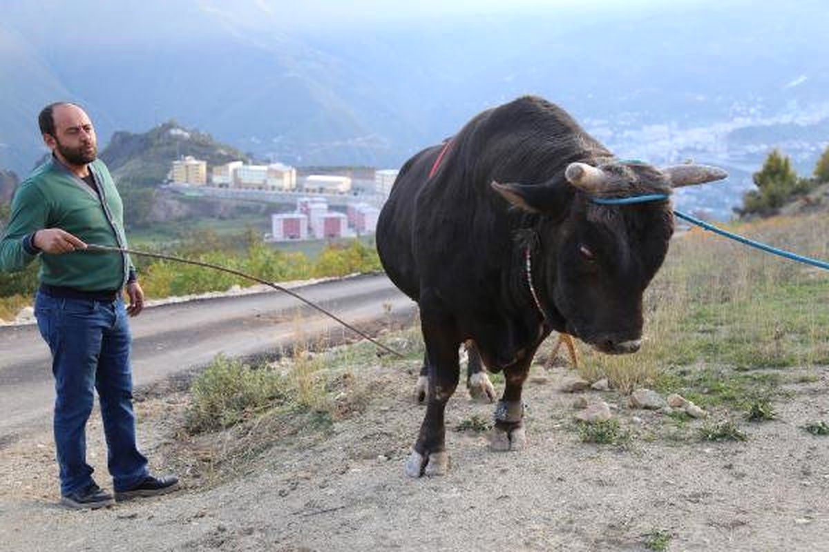 Karadeniz\'in Şampiyon Boğaları, Ege\'ye Gidecek