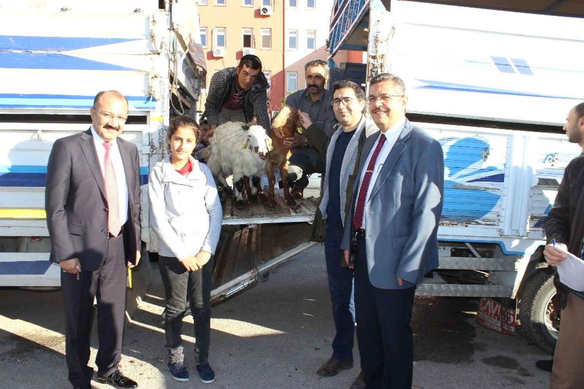 Karaman\'da Genç Çiftçilere Keçileri Teslim Edildi