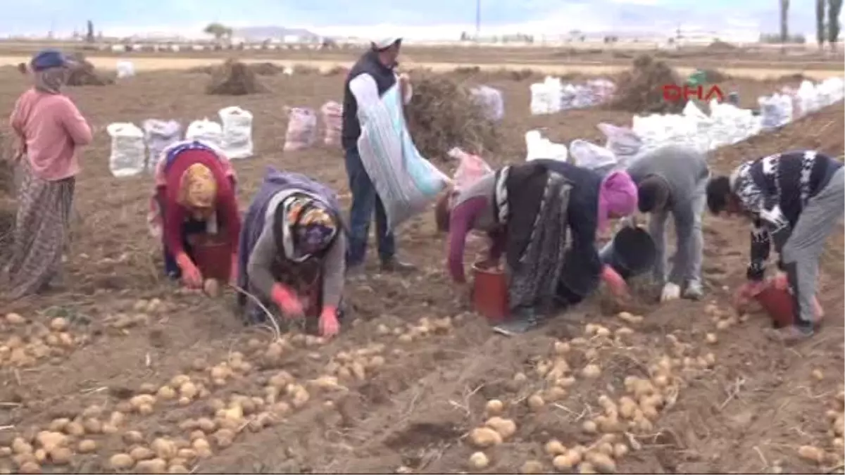 Niğde Patates Üreticisinin 1 Lira Umudu