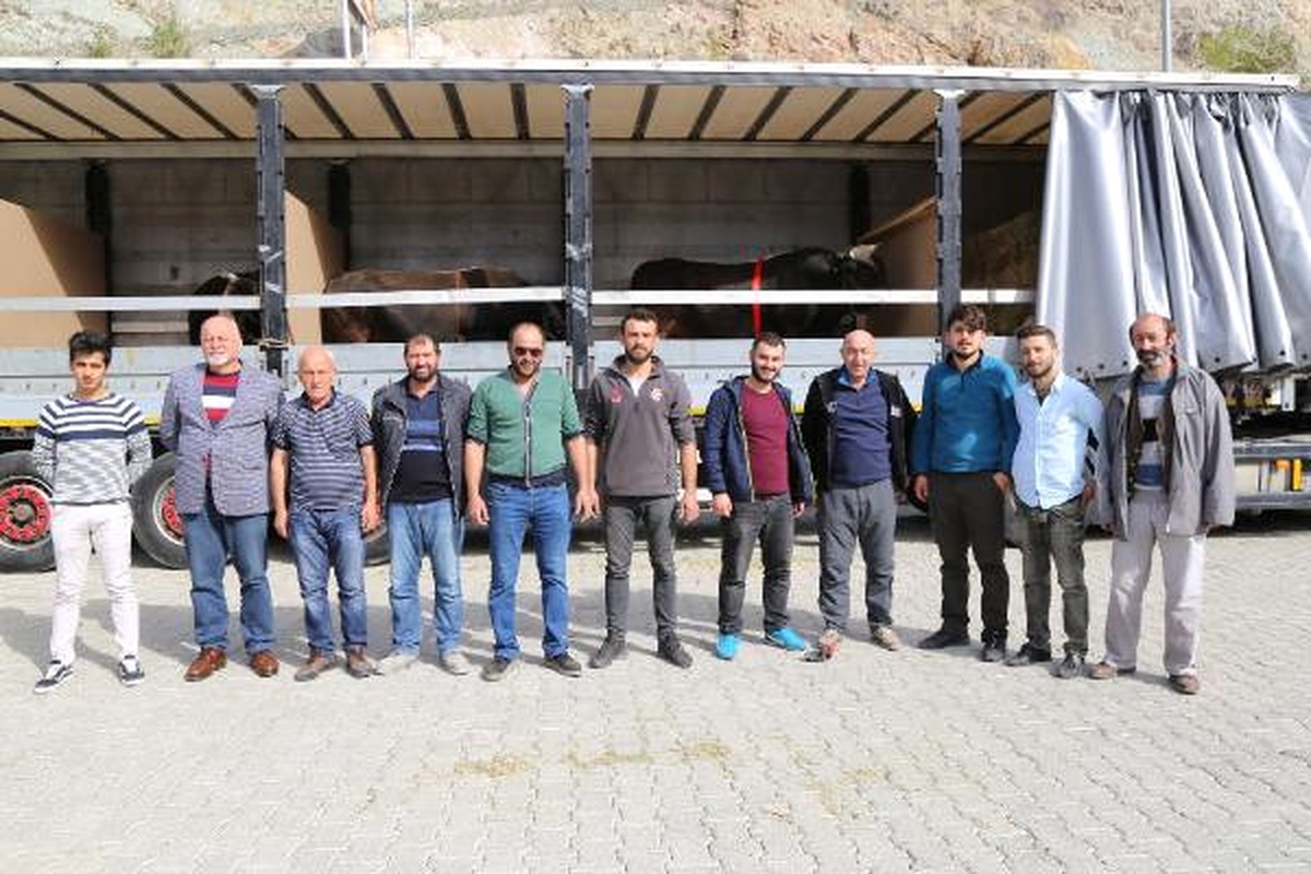 Artvin\'in Şampiyon Boğaları Yola Çıkarıldı