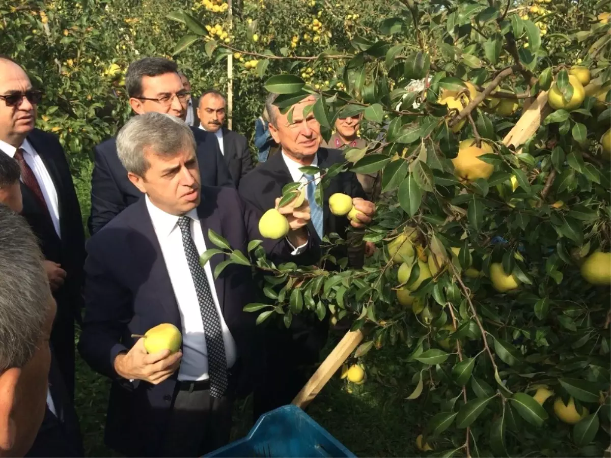 Çaycuma\'da Deveci Armudu Hasadı Yaptılar