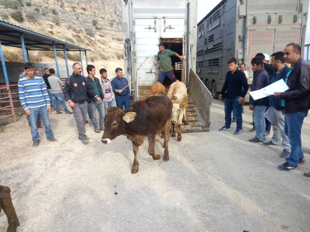 Mut\'ta Genç Çiftçilere 144 Büyükbaş