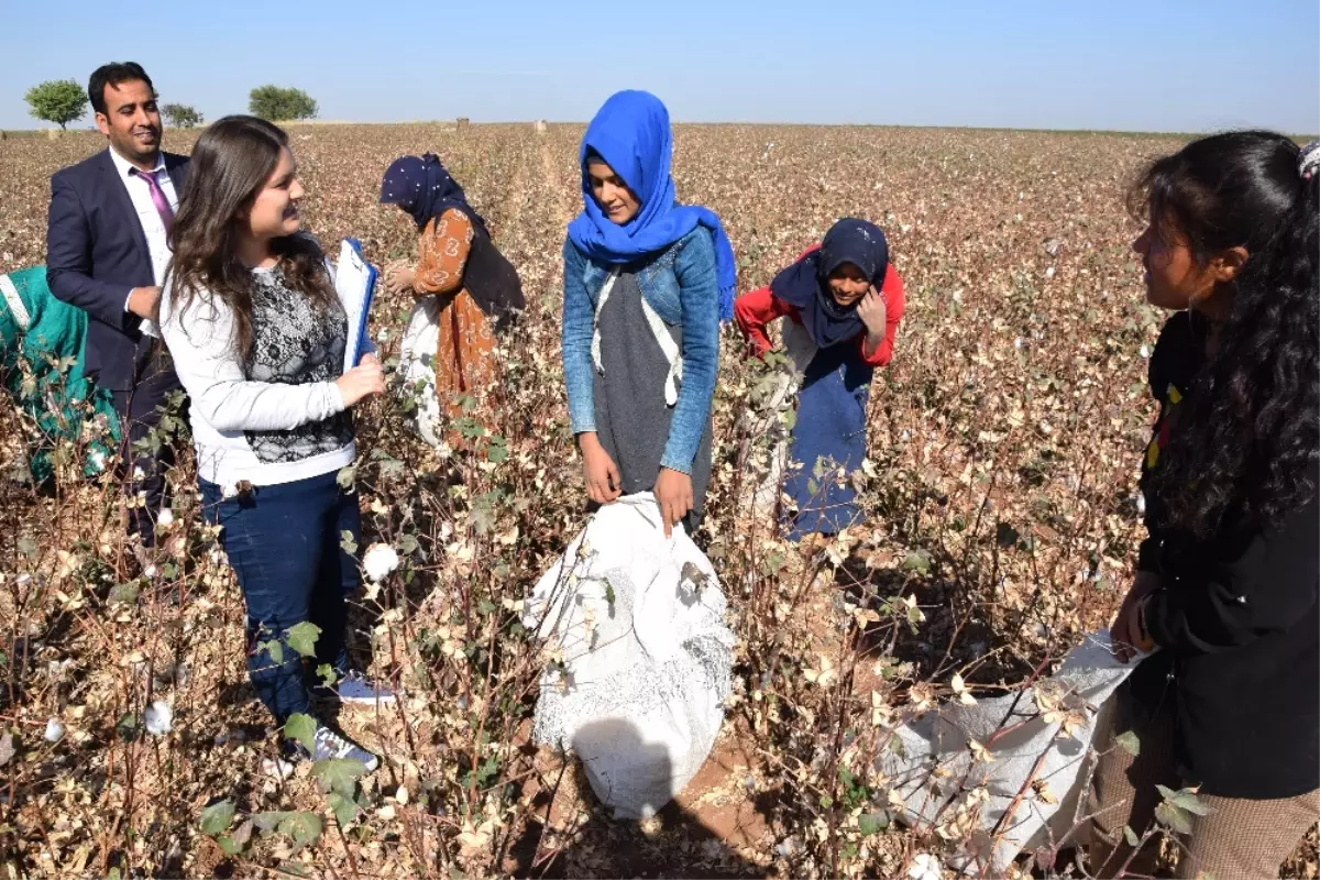 Öğretmenler Bizzat Tarlalardan Alıp Okullu Yapıyor