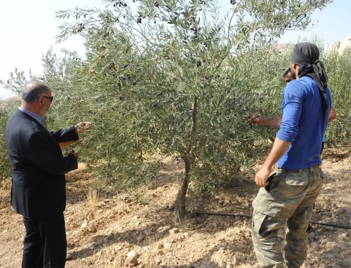 Tarihi Manastırda Zeytin Hasadı Başladı