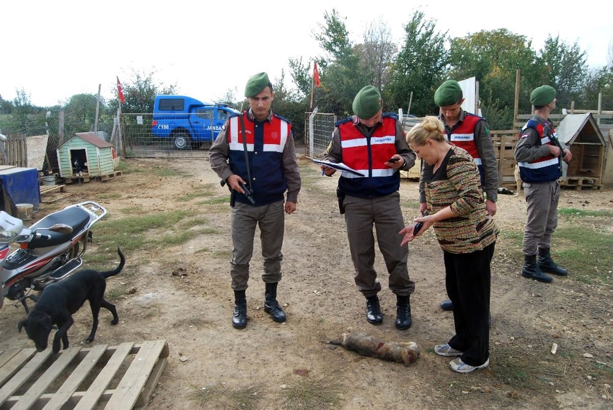 Tekirdağ\'da Hayvan Barınağında 4 Köpek Telef Edildi