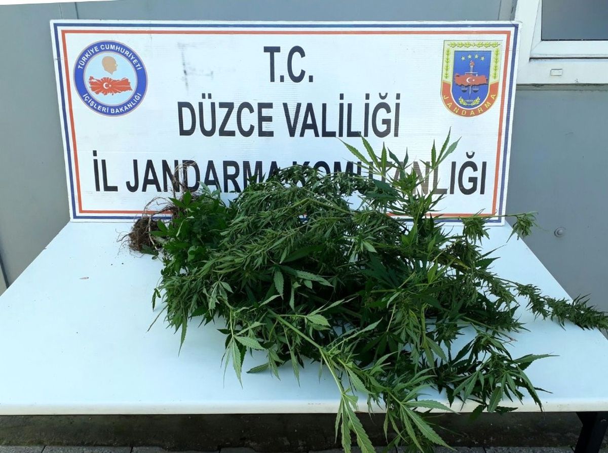 Yurt Dışından Sipariş Etti Serada Yetiştirmeye Başladı