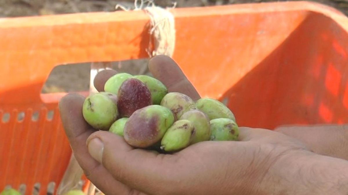 Zeytin Fiyatları Artacak