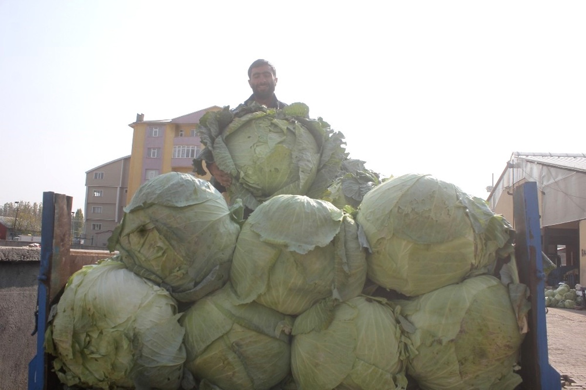 Ağrı\'da Yerli Lahana Alıcı Bekliyor