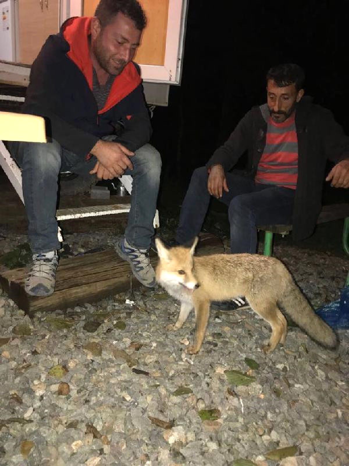 Artvin\'de Piknikçiler Yanlarına Gelen Tilkiyi Besledi