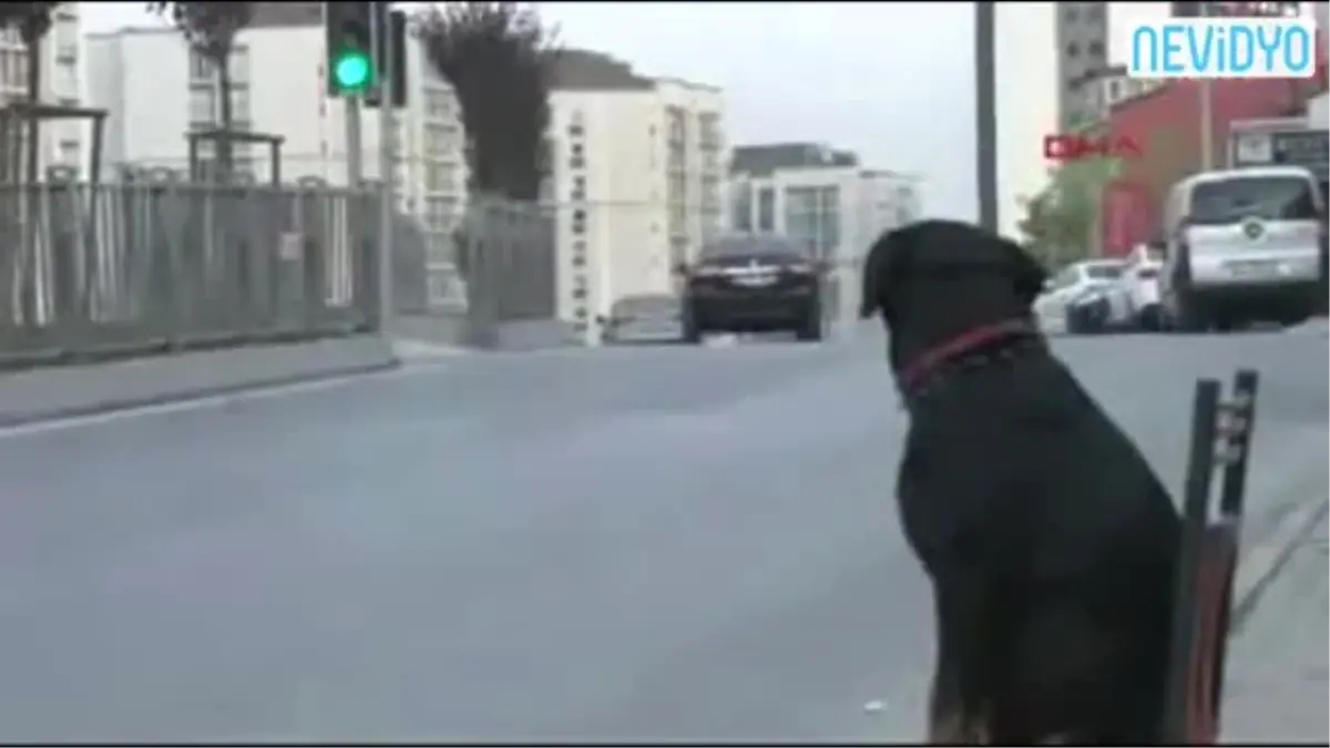 Bu Köpek Başka Köpek