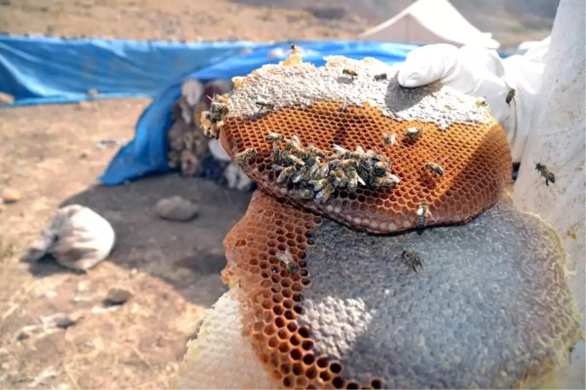 Herekol Dağı Eteklerinde, Silah Sesleri Eşliğinde Bal Hasadı