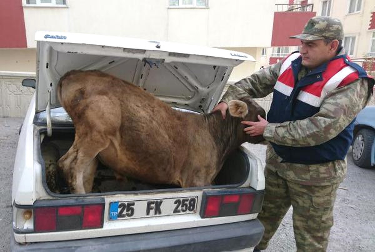 Hırsızlık Şüphelisinin Otomobilinin Bagajından Buzağı Çıktı