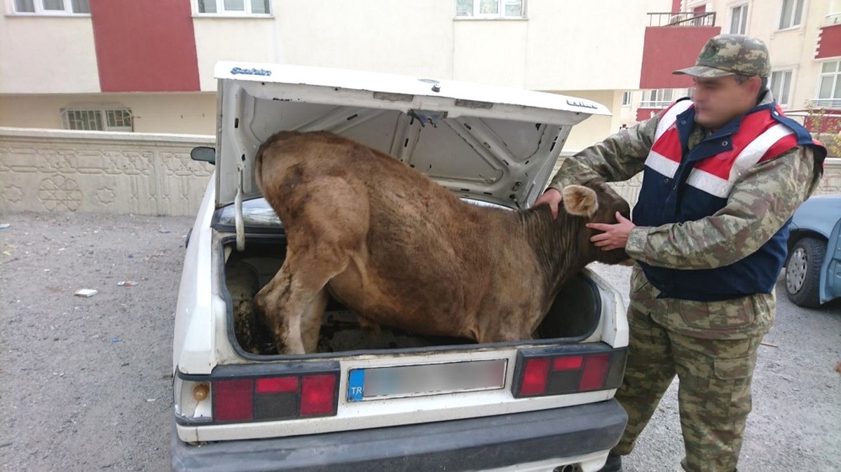 Jandarmadan Hayvan Hırsızlarına Şok Operasyon