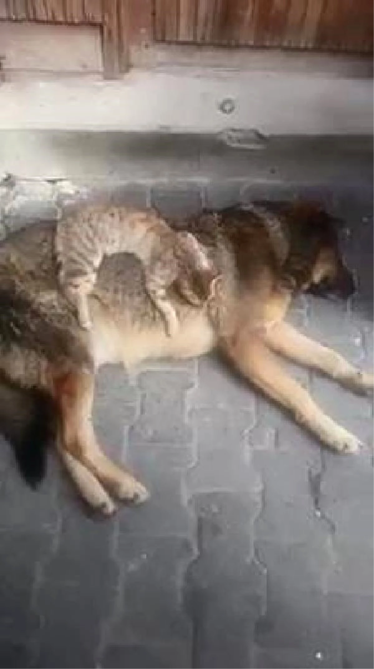 Kedi ile Köpeğin Dostluğu İlgi Çekti