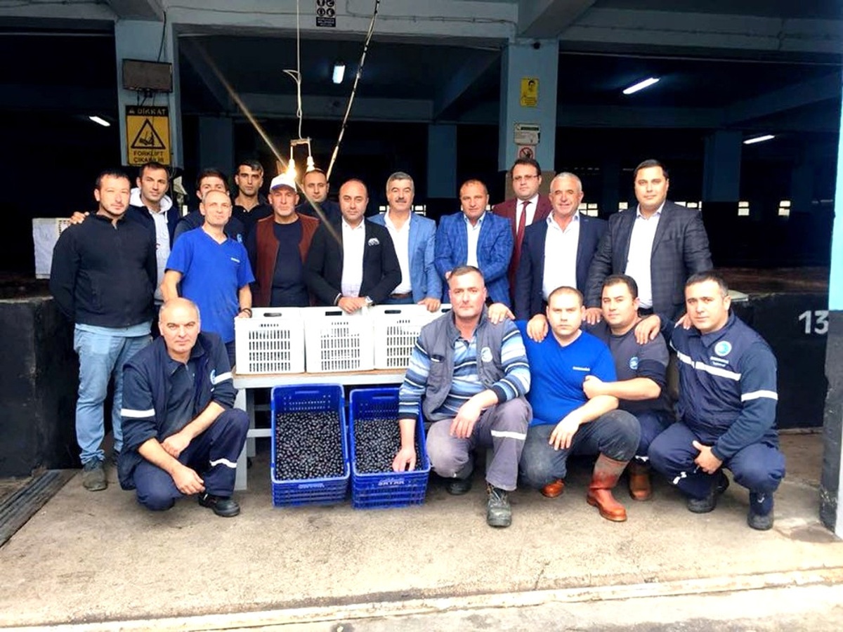 Mudanya Zeytin Kooperatifi Zeytin Alımlarına Başladı