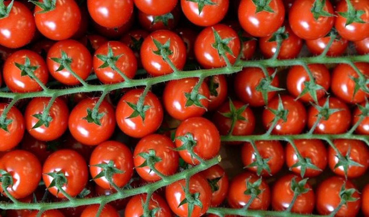 Rusya\'nın 4 Firma Kararı Tekelleşmeye Neden Olur"