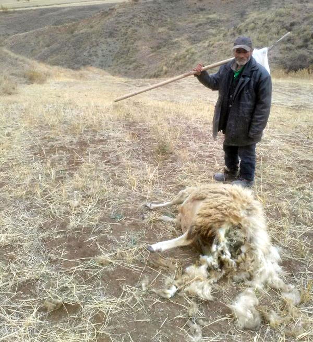 Sürüye Saldıran Kurtlar, 11 Koyun ile 1 Köpeği Telef Etti