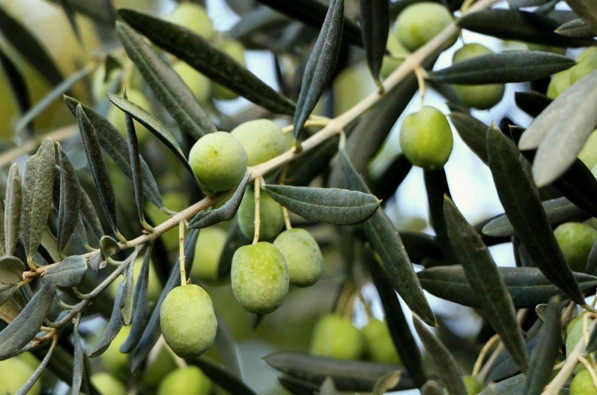 Zeytin Gençleştirme Budaması Desteği\'nde Önemli Uyarı!