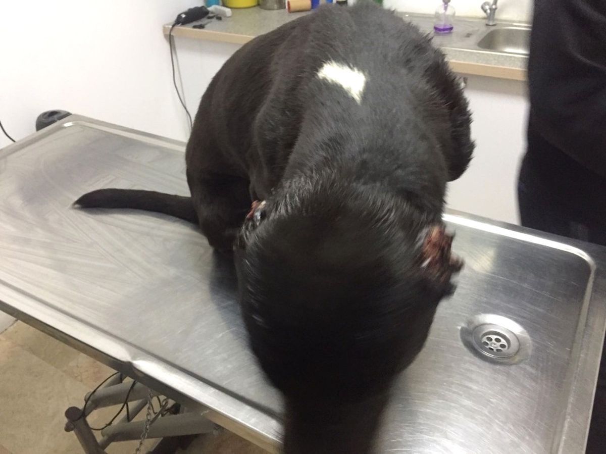 Ankara\'da Köpeklere Yürek Sızlatan Eziyet