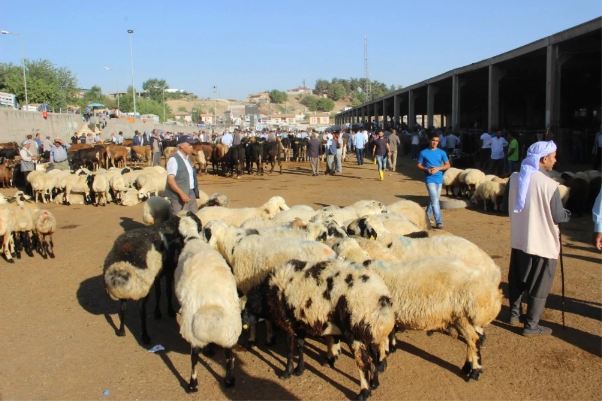 Diyarbakır Kırmızı Et Üreticileri Birliği Yönetim Kurulu Başkanı Yılmaz: "Ucuz Kırmızı Et İçin...