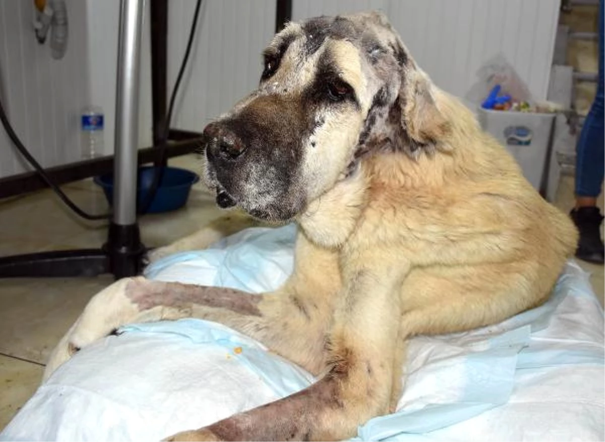 Ölmek Üzereyken Bulunan Köpek Kan Nakli ile Hayata Döndü