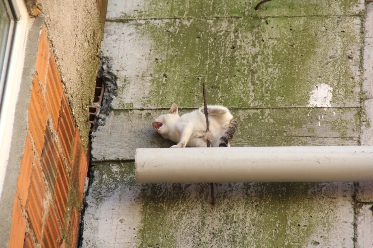 Çatıdan Düşen Kedi İnşaat Demirine Saplandı