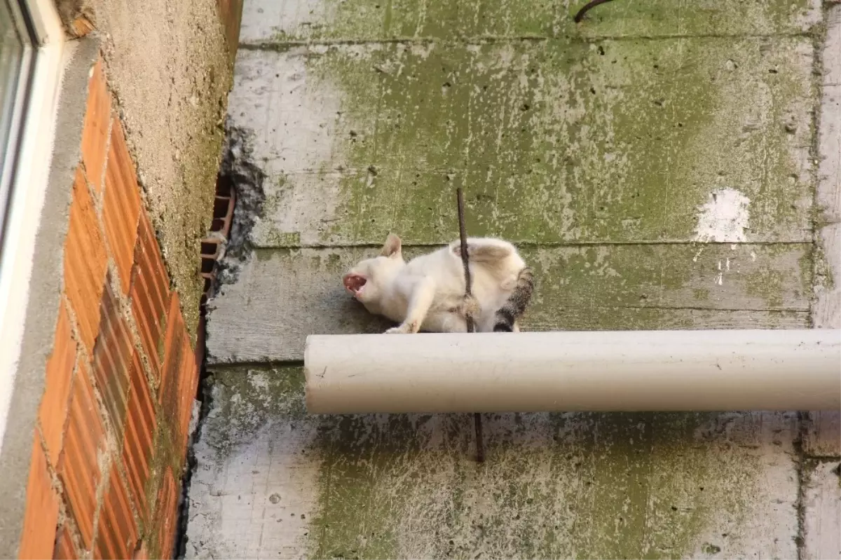 Çatıdan Düşen Kedi İnşaat Demirine Saplandı