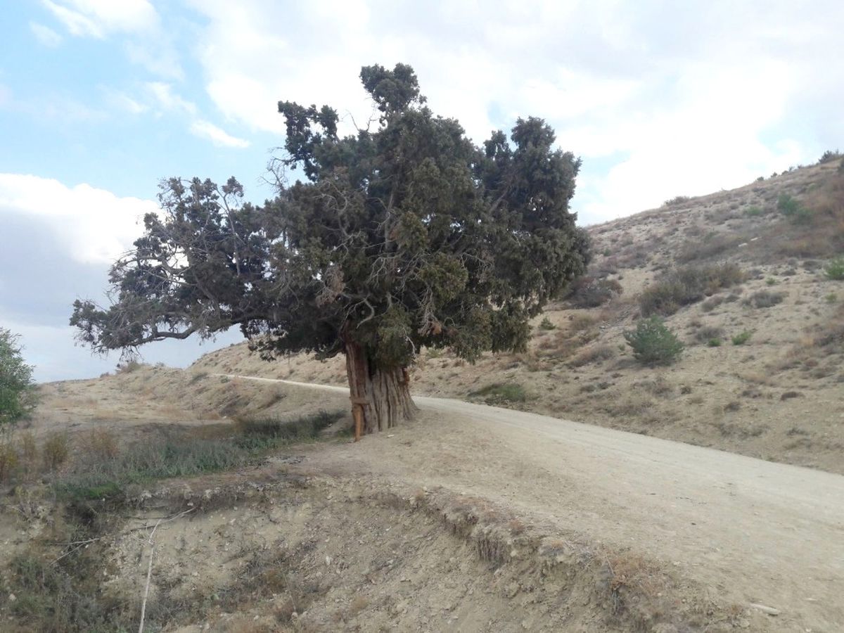 Yedi Asırlık Ardıç Ağacı İçin Koruma Talebi