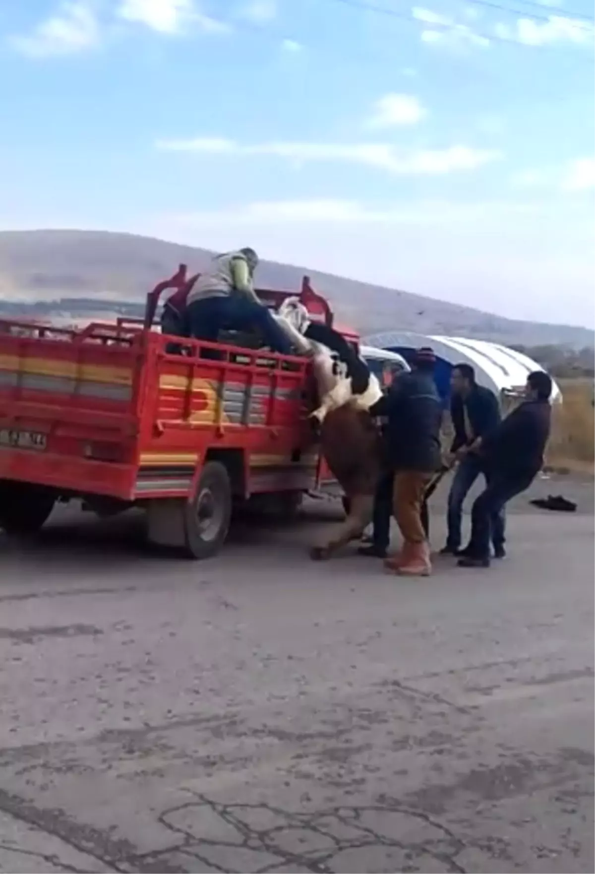 Kamyonetin Kasasında Giden İnek Düşünce Zincire Takılı Kaldı