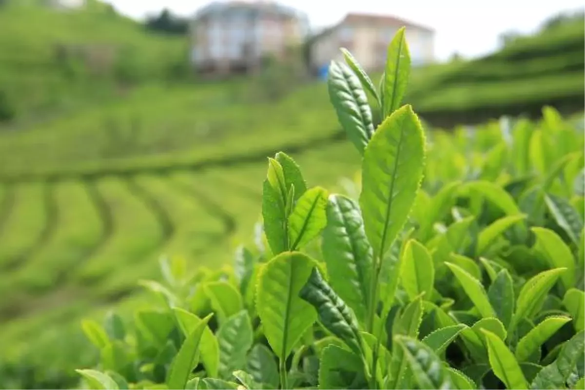 Kilosu 4 Bin 500 Lirayı Bulan Beyaz Çay Üretimi, Talepleri Karşılamadı