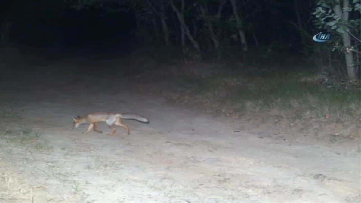 Silivri\'de Atları Yiyen Kurt Değil Vahşi Köpekmiş