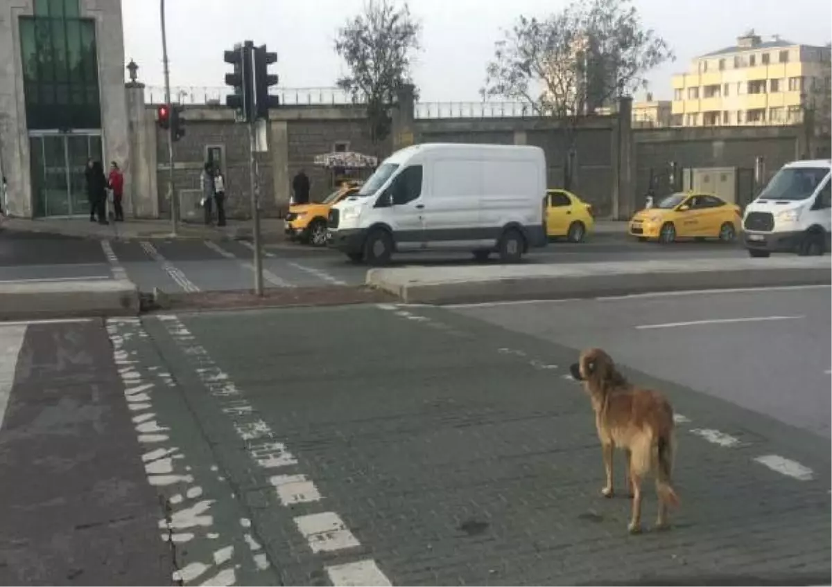 Sokak Köpeği Yeşil Işığı Bekledi Yayalar Kırmızıda Geçti