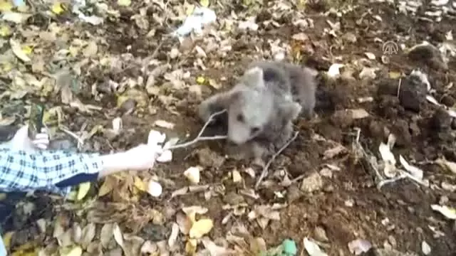 Yaralı Ayı Yavrusu İçin Seferber Oldular ile ilgili görsel sonucu