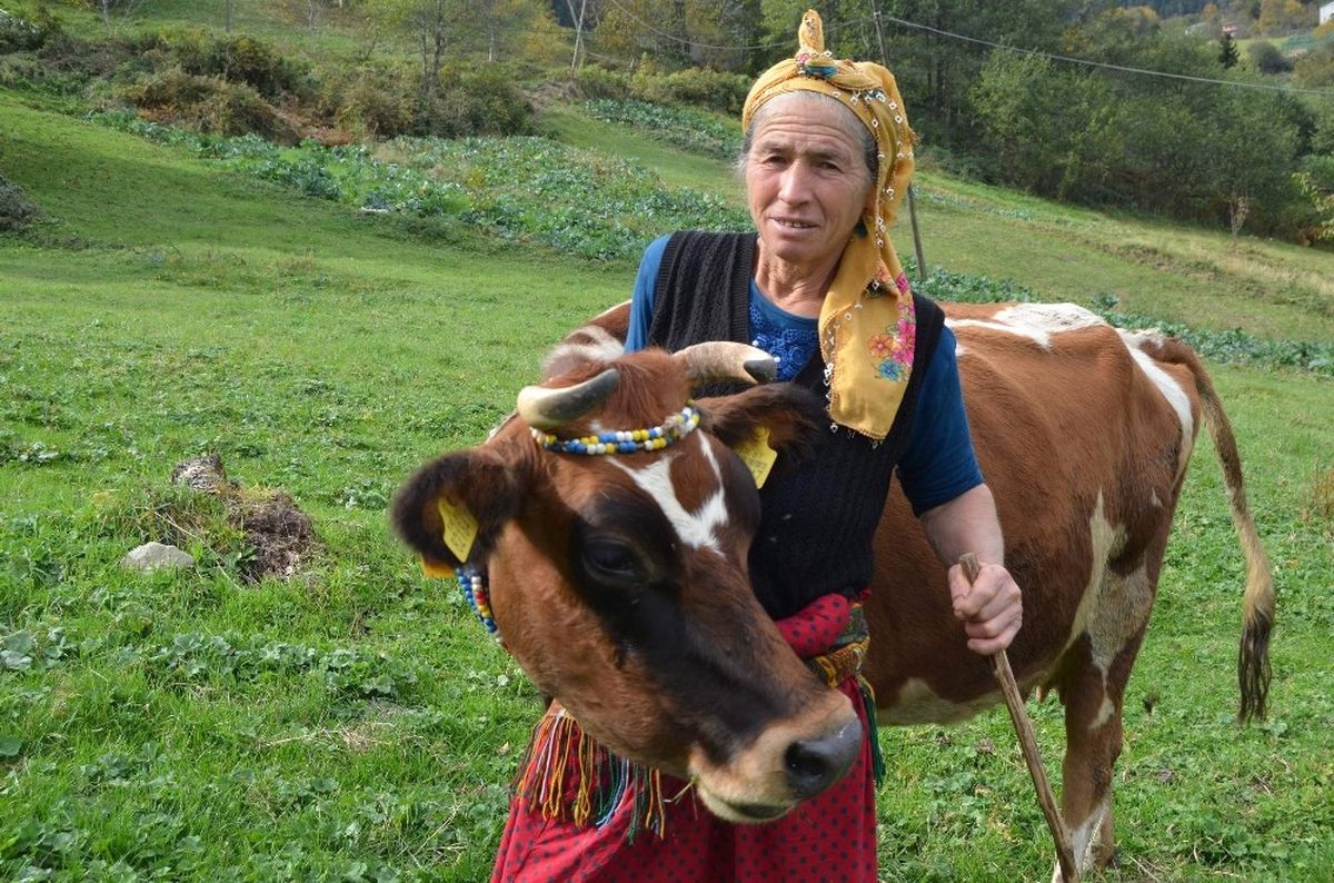 İnekleri Onun Herşeyi