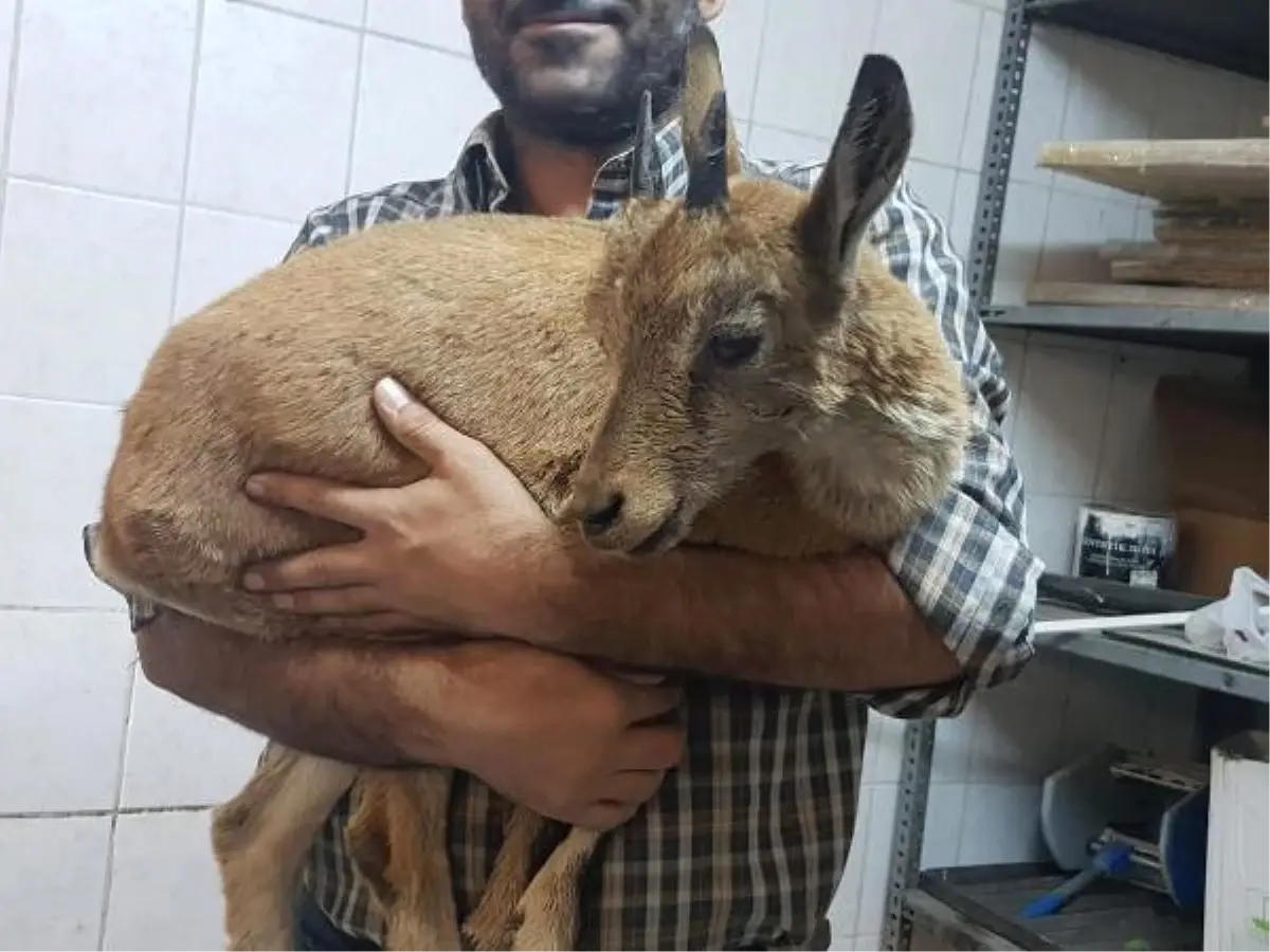 Geçici Körlük Yaşayan Yavru Dağ Keçisi Tedavi Altına Alındı