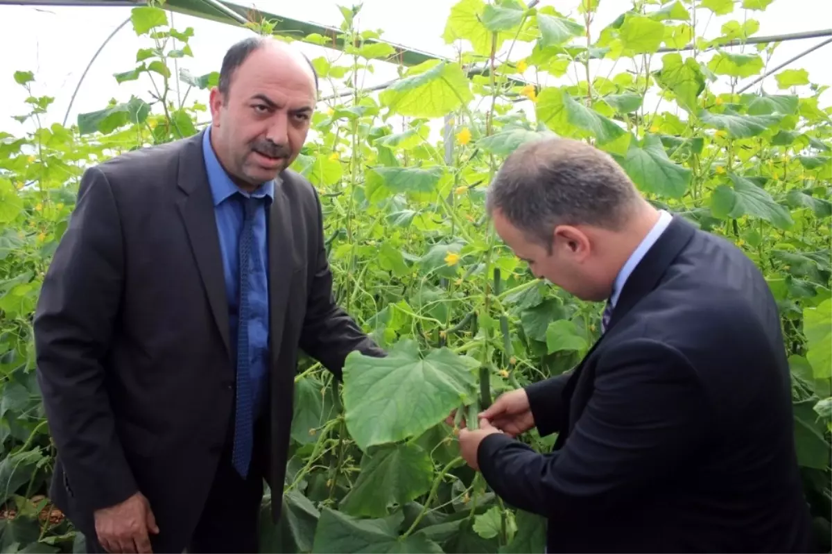 Genç Çiftçi Projesinde Serada Üretime Başlandı