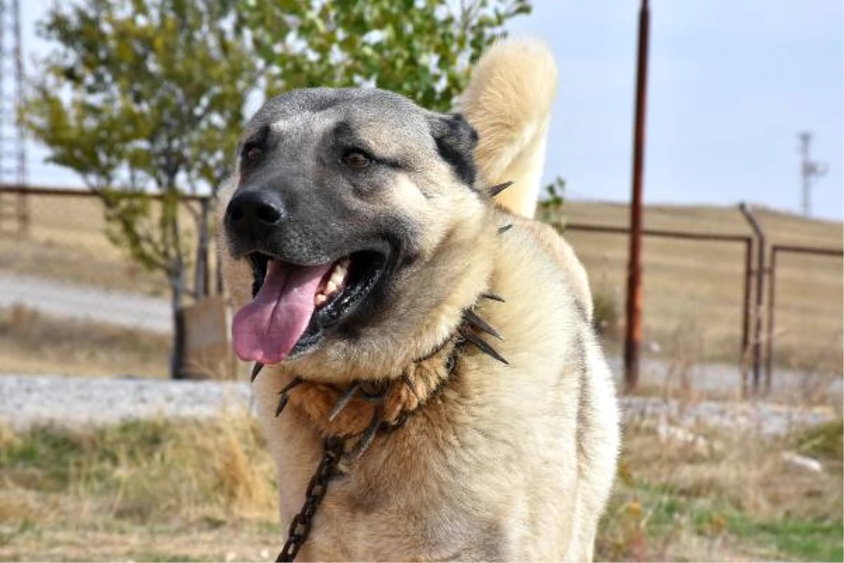 Kangal Köpekleri, Sınır Karakollarında Görev Alacak