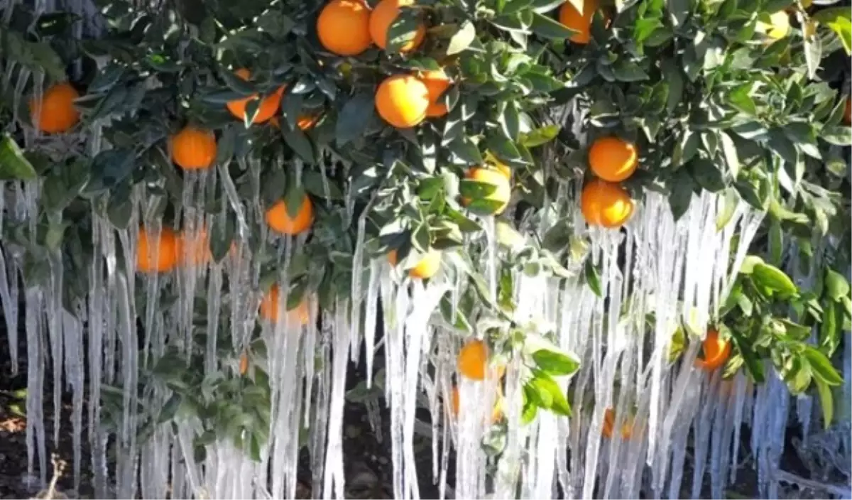 Meteorolojiden Zirai Don Uyarısı