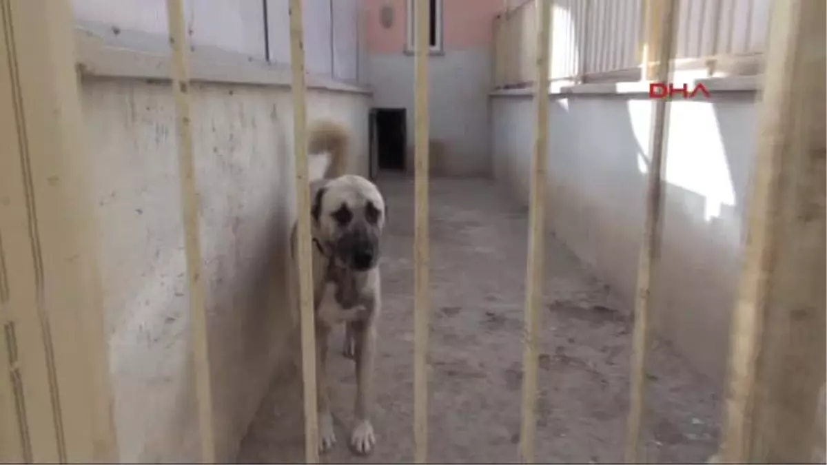 Sivas Kangal Köpekleri, Sınır Karakollarında Görev Alacak