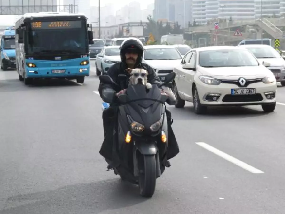 Zıpkın" Köpeğin Motosiklet Tutkusu