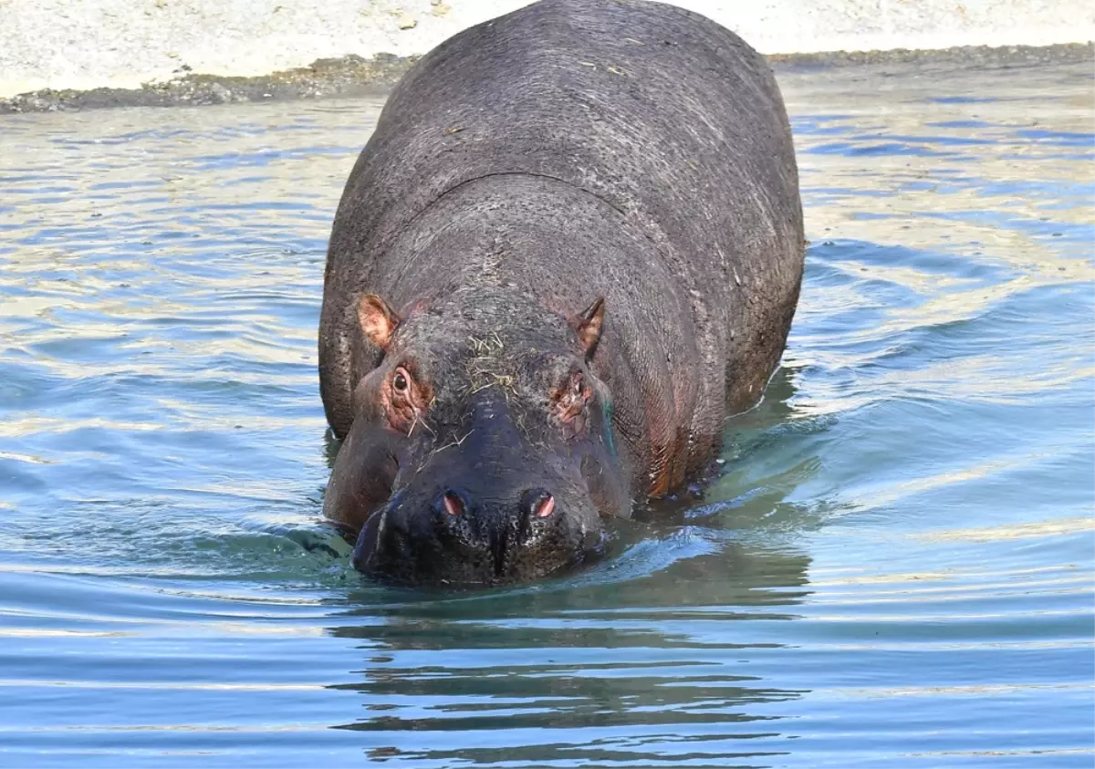 Berlin\'de Doğdu, İzmirli Oldu