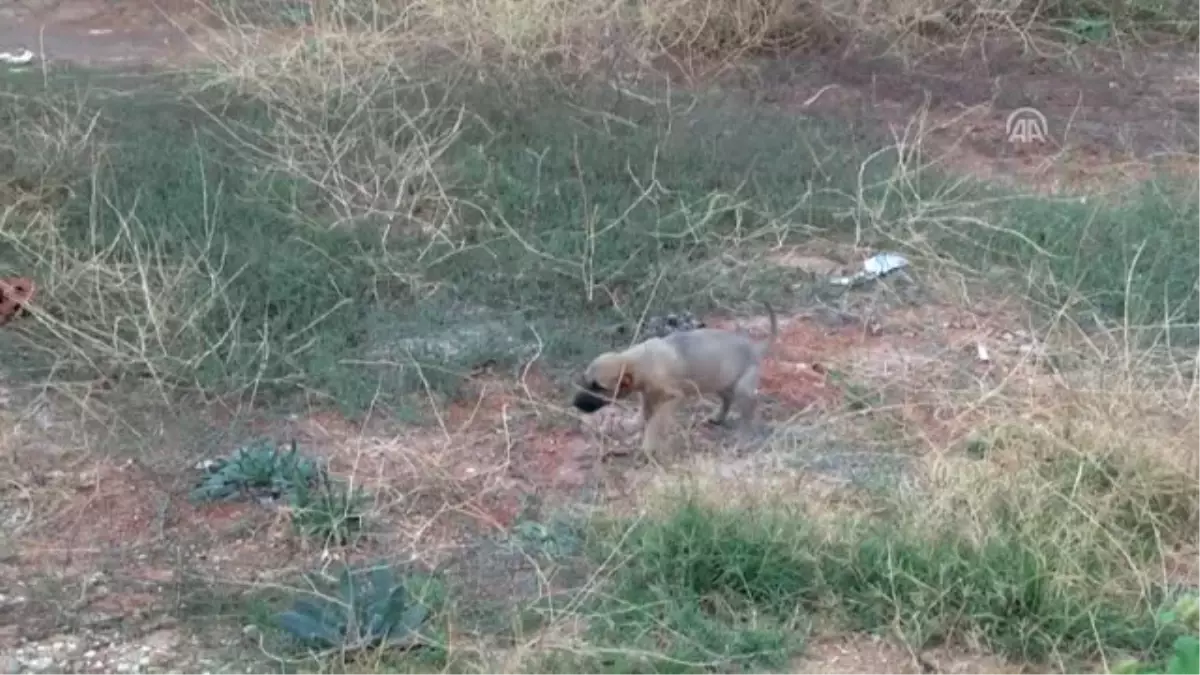 Bir Aylık Köpeğin Kulağını Kestiler