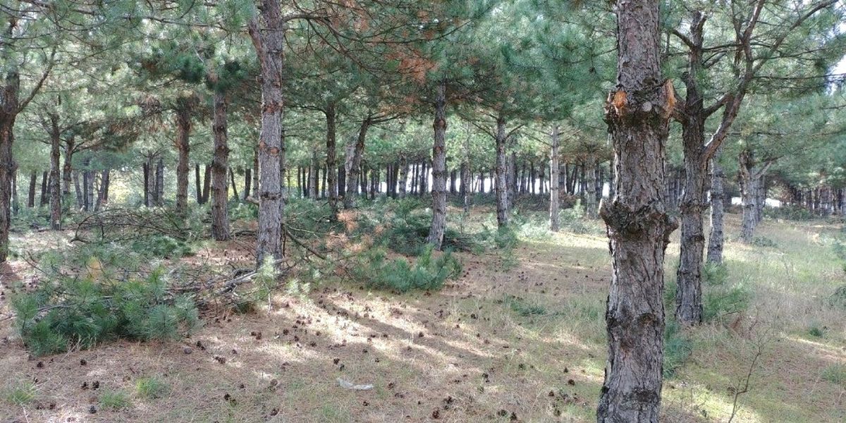 Çamlık Piknik Alanına Çevre Düzenlemesi