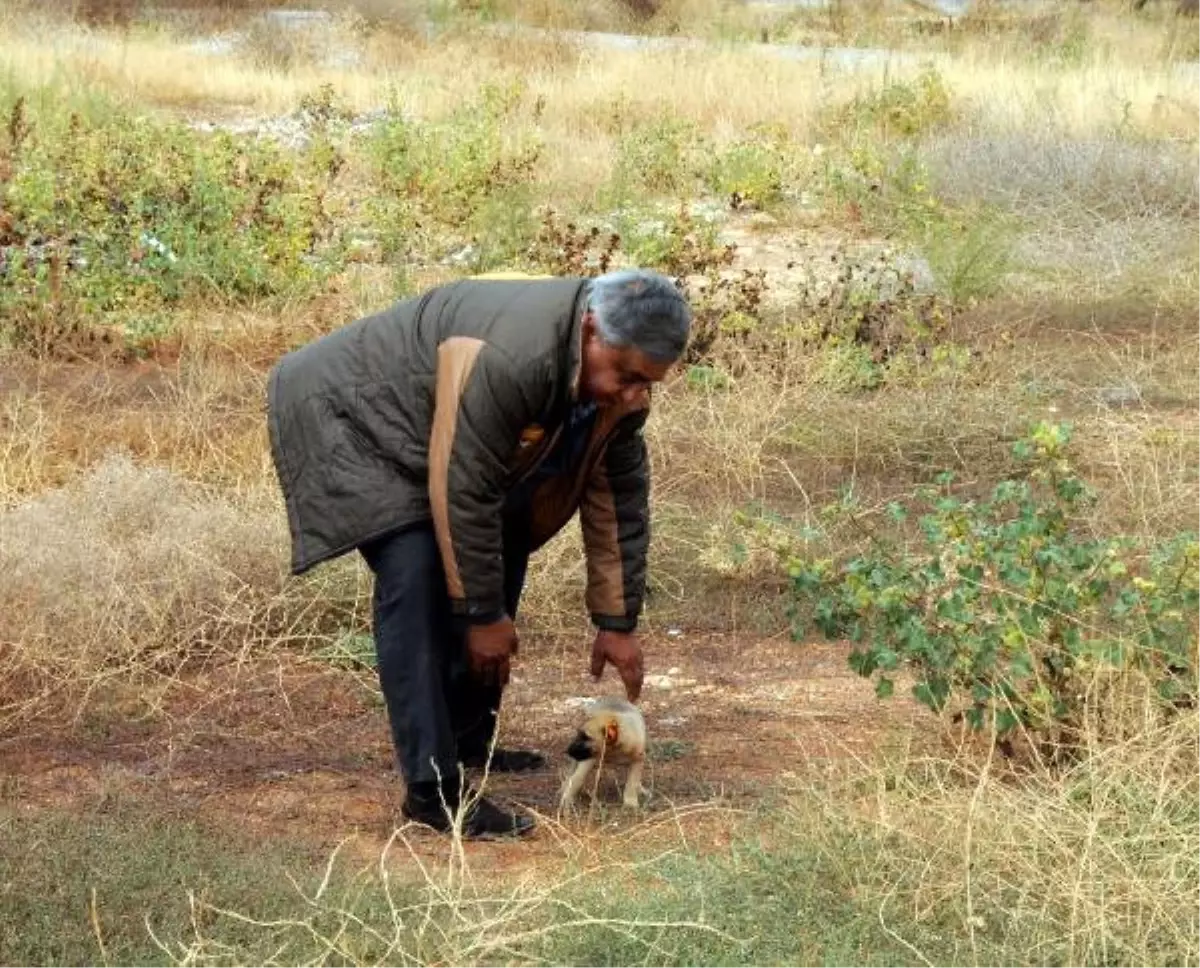 Yavru Köpeği, Kulaklarını Kesip, Araziye Attılar