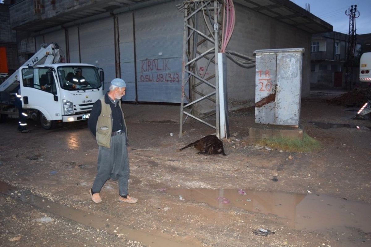 Akıma Kapılan Keçi Telef Oldu