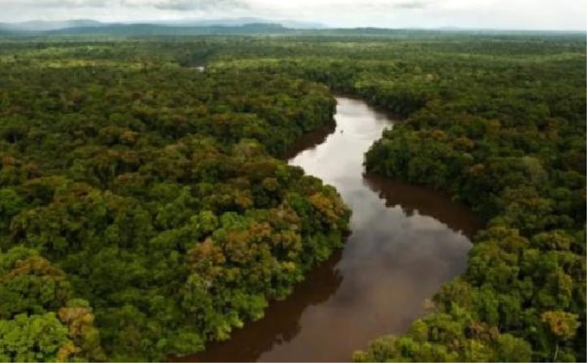 Amazon Ormanlarına 73 Milyon Ağaç Dikilecek