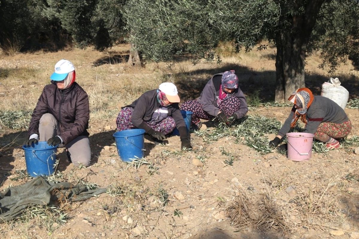 Burhaniye\'de Belediye Zeytin Hasadına Başladı