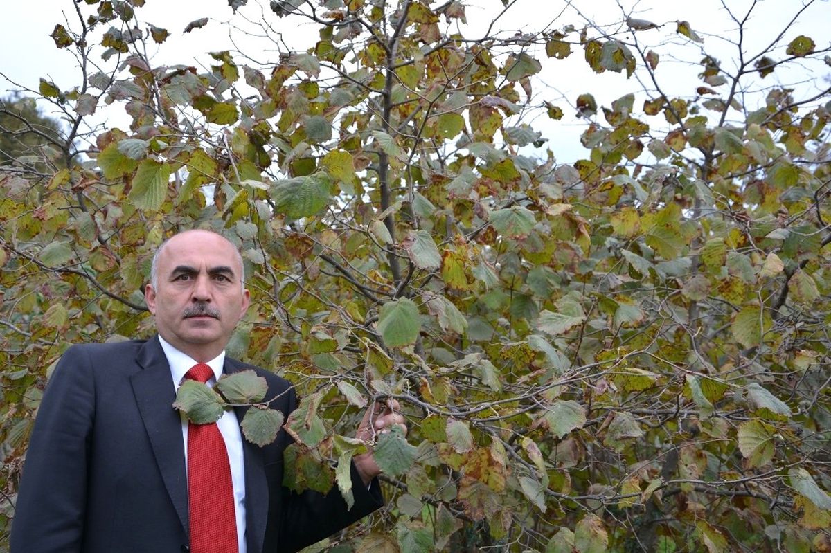 Gülal: "Fındık Üreticisinin Sadece Fındıkla Geçinmesi Söz Konusu Değil"