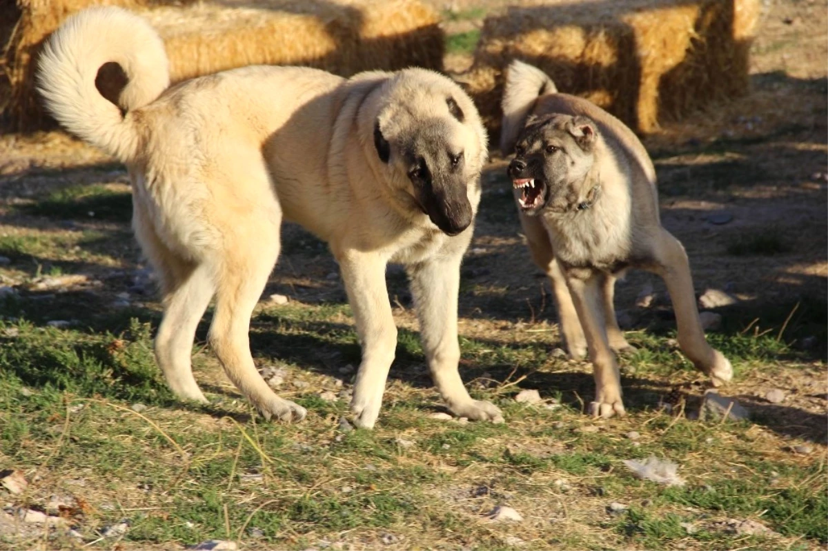 Kangal Köpekleri, Cumhurbaşkanlığı Külliyesinin Korunmasına Talip